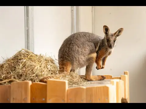 Laatste beeld van GaiaZOO wallaby's