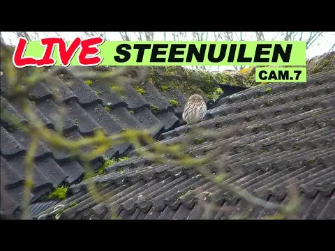 Laatste beeld van Steenuilen Bommelerwaard cam 7 buiten PTZ-2