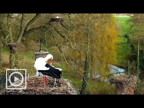 Laatste beeld van Ooievaarsopvang Herwijnen