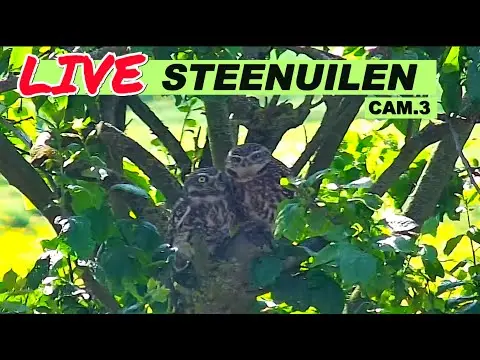 Laatste beeld van Steenuilen Bommelerwaard cam 3 buiten PTZ-1