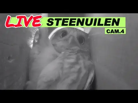 Laatste beeld van Steenuilen Bommelerwaard cam 4