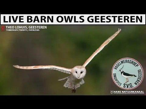 Laatste beeld van Kerkuil Geesteren (Theo Lohuis)