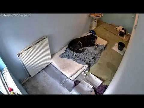Laatste beeld van Woody's Veilige Haven Texel kamer Bailey