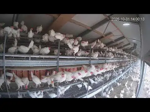 Laatste beeld van Kipster Venray cam 4