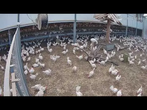 Laatste beeld van Kipster Venray cam 2