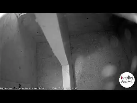 Laatste beeld van Uilencam DierenPark Amersfoort