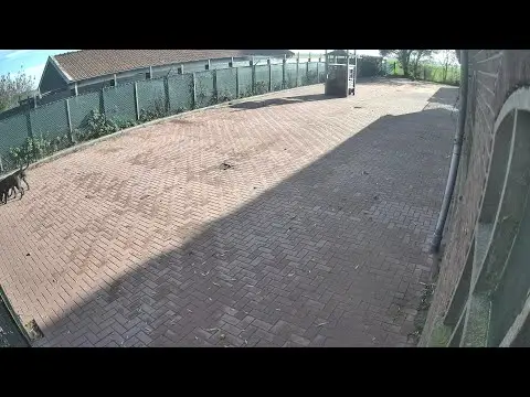 Laatste beeld van Woody's Veilige Haven Texel honden