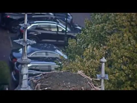 Laatste beeld van IJsselstein - Stork Nest