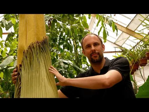 Laatste beeld van Reuzenaronskelk Hortus Botanicus