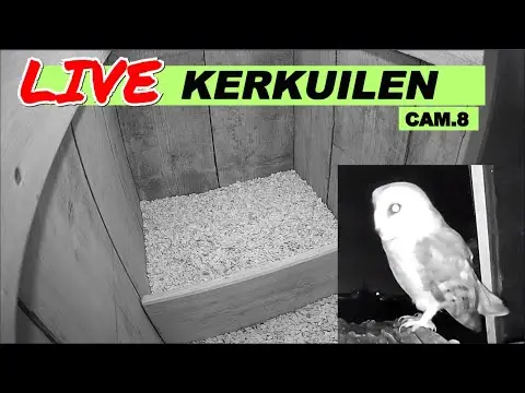 Laatste beeld van Kerkuilen Bommelerwaard cam 8 nestcam