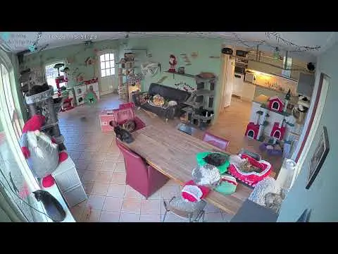 Laatste beeld van Woody's Veilige Haven Texel katten woonkamer