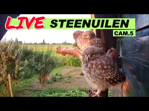 Laatste beeld van Steenuilen Bommelerwaard cam 5