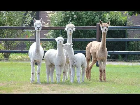Laatste beeld van Alpaca-World