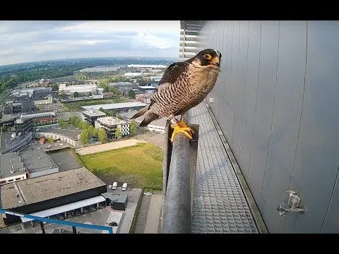 Laatste beeld van Slechtvalken Apeldoorn