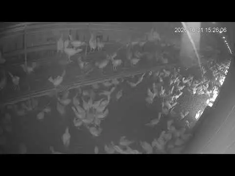Laatste beeld van Kipster Ysselsteyn nachtverblijf stal 2