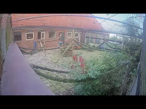 Laatste beeld van Woody's Veilige Haven Texel katten speeltuin
