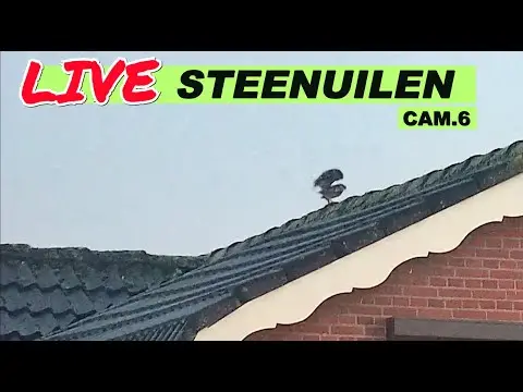 Laatste beeld van Steenuilen Bommelerwaard cam 6