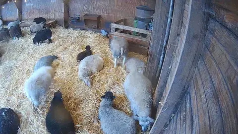 Laatste beeld van Lammetjes-cam Texel