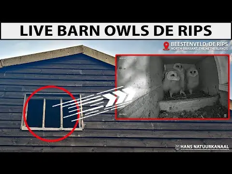 Laatste beeld van Kerkuilcam De Rips