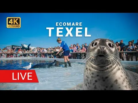 Laatste beeld van Ecomare zeehonden
