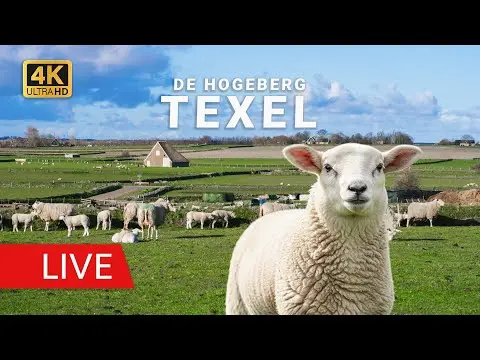 Laatste beeld van De Waddel Sheep Farm on Texel Island