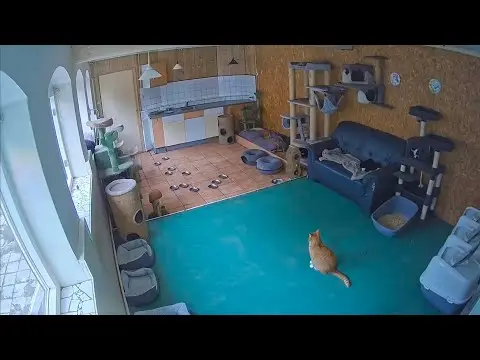 Laatste beeld van Woody's Veilige Haven Texel kattenkamer