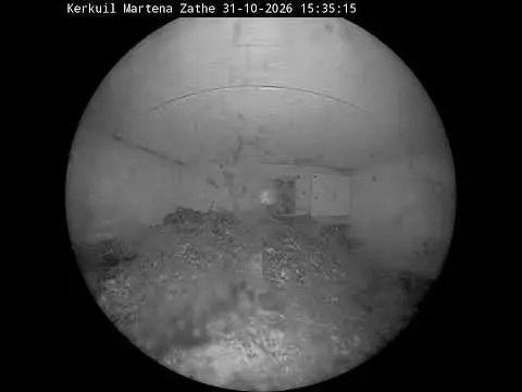 Laatste beeld van Kerkuil Martena Zathe