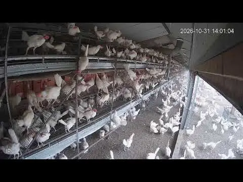 Laatste beeld van Kipster Venray cam 7