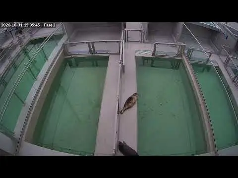 Laatste beeld van Zeehondencentrum Lauwersoog fase 2