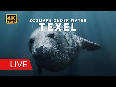 Laatste beeld van Ecomare onderwater zeehonden
