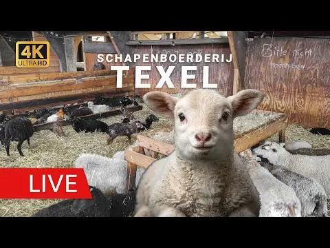 Laatste beeld van Texel Sheep Barn Lambs View