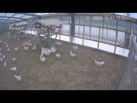 Laatste beeld van Kipster Ysselsteyn binnentuin stal 1