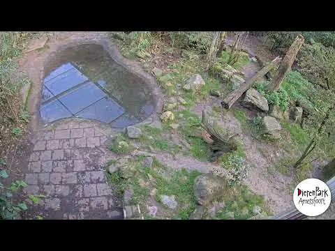 Laatste beeld van Tijgercam 1 DierenPark Amersfoort