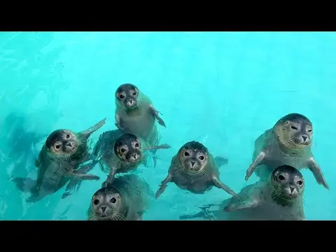 Laatste beeld van Pieterburen Seal Rehab Center
