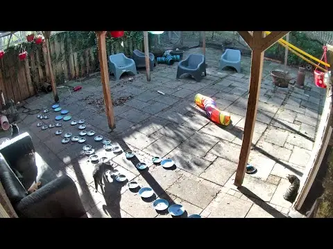 Laatste beeld van Woody's Veilige Haven Texel katten terras