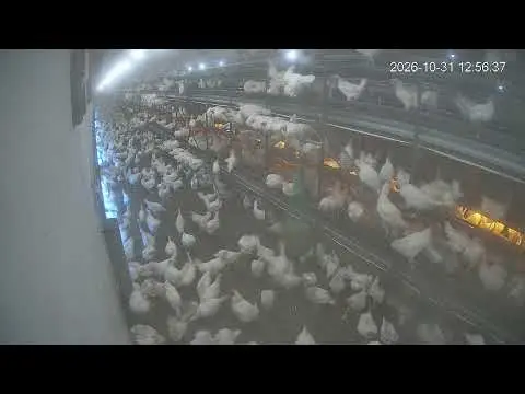 Laatste beeld van Kipster Ysselsteyn nachtverblijf stal 1