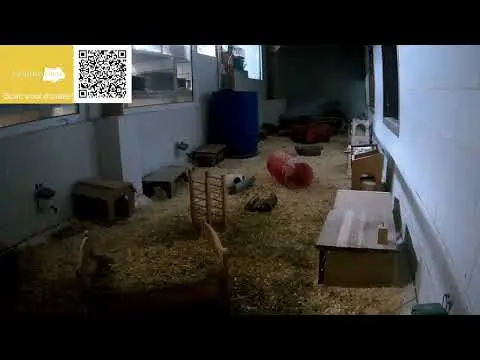 Laatste beeld van Bakkeveen Guinea Pig Habitat