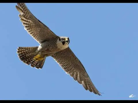 Laatste beeld van Peregrine Falcons from Venlo