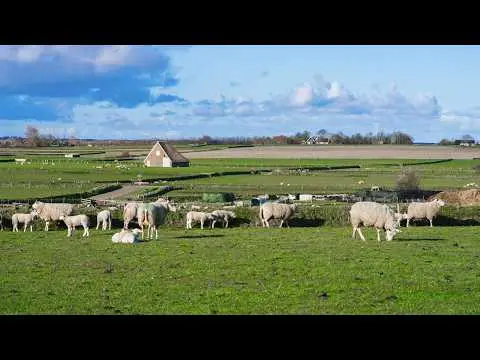 Laatste beeld van Texel Hoge Berg Schapenboerderij De Waddel