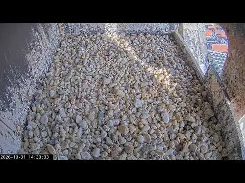Laatste beeld van Slechtvalken nestkast Onze Lieve Vrouwetoren
