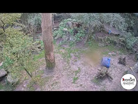 Laatste beeld van Tijgercam 2 DierenPark Amersfoort