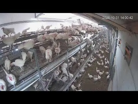 Laatste beeld van Kipster Venray cam 3
