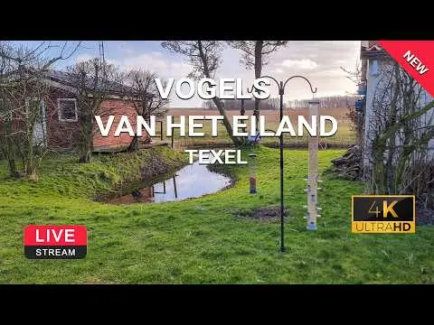 Laatste beeld van Texel vogels spotten